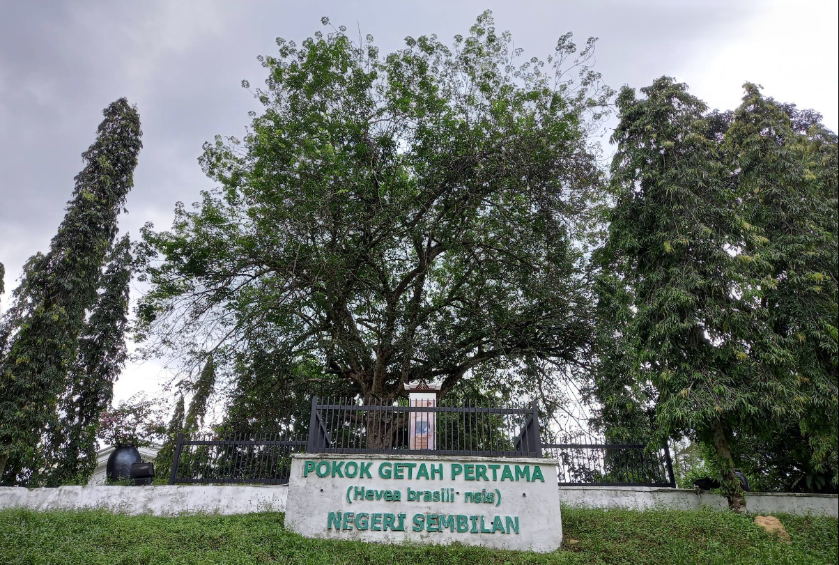 First Rubber Tree in Negeri Sembilan